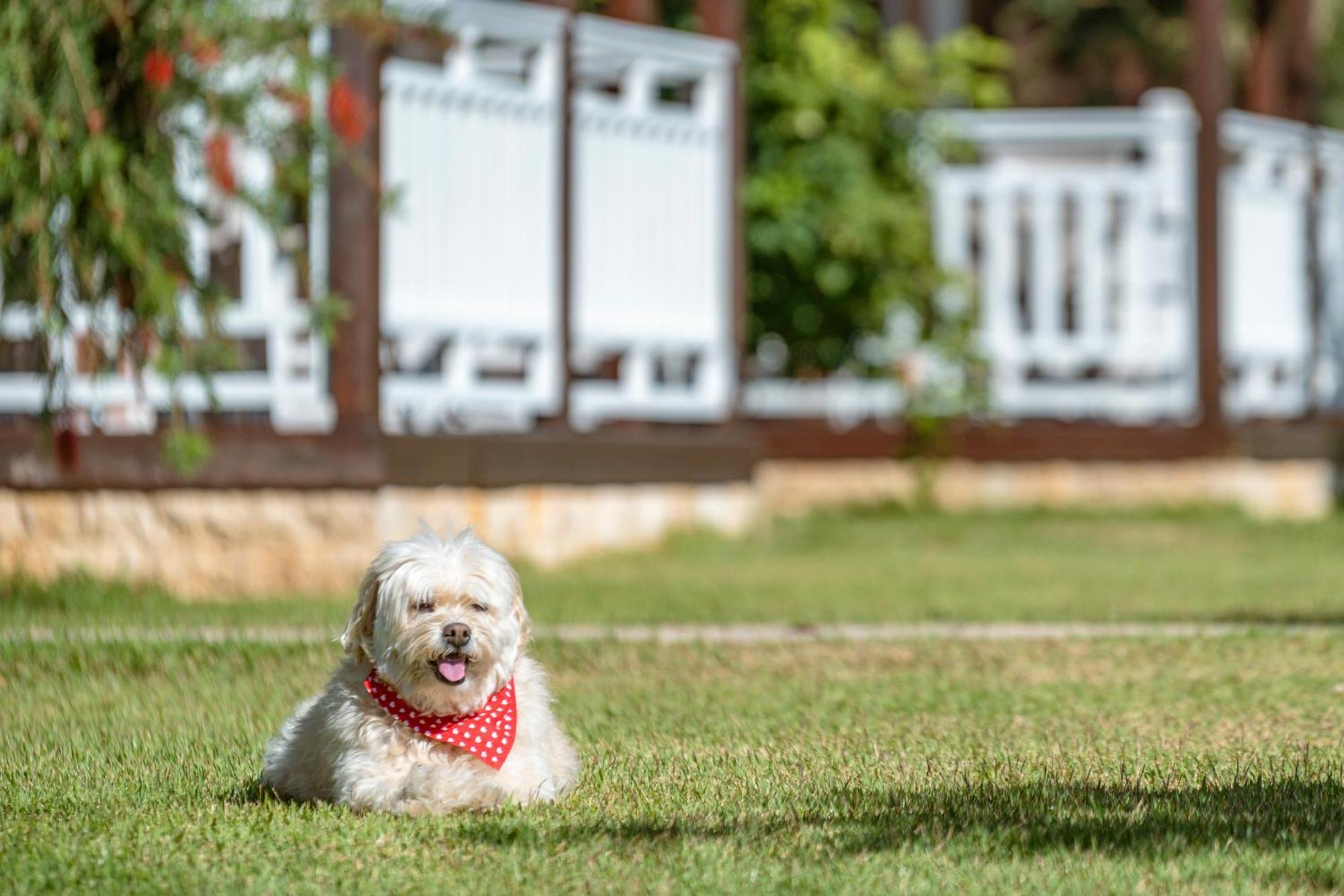 Sedir Park - Beach Bungalow Kargıcak Exterior foto